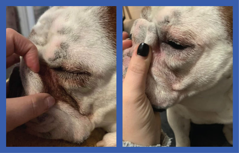 Squishface Wrinkle Paste - 2 Pack - Bulldog, French Bulldog, Pug, English Bulldog – Cleans Wrinkles, Tear Stain, Tail Pockets, and Paws – Anti-Itch Tear Stain Remover & Bulldog Wrinkle Cream, 2 Oz. Wrinkle Paste 2-Pack