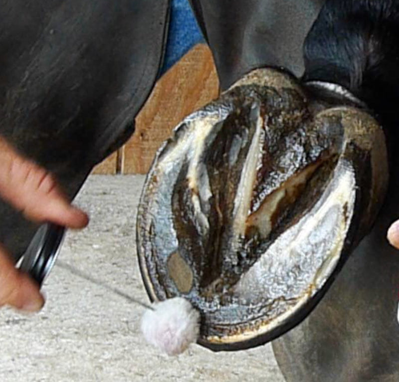 SBS Equine Item 307 hoof Treatment, Brush-on Size - PawsPlanet Australia