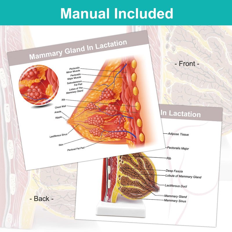 qzzXoq Lactating Breast Sagittal Section Model, Breast Anatomy Model with Number Manual Anatomical Display Model for Medical Student Demonstration Medical Teaching