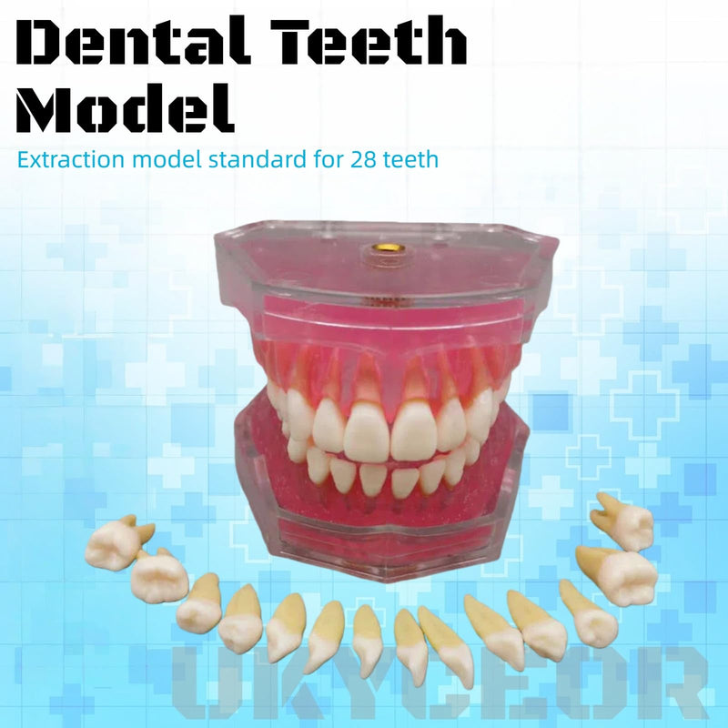 Dental Teeth Model-Dental Hygiene Student Must Haves,Teeth Practice,Typodont Teeth Model,Dental Assistant Must Haves.（Standard） standard