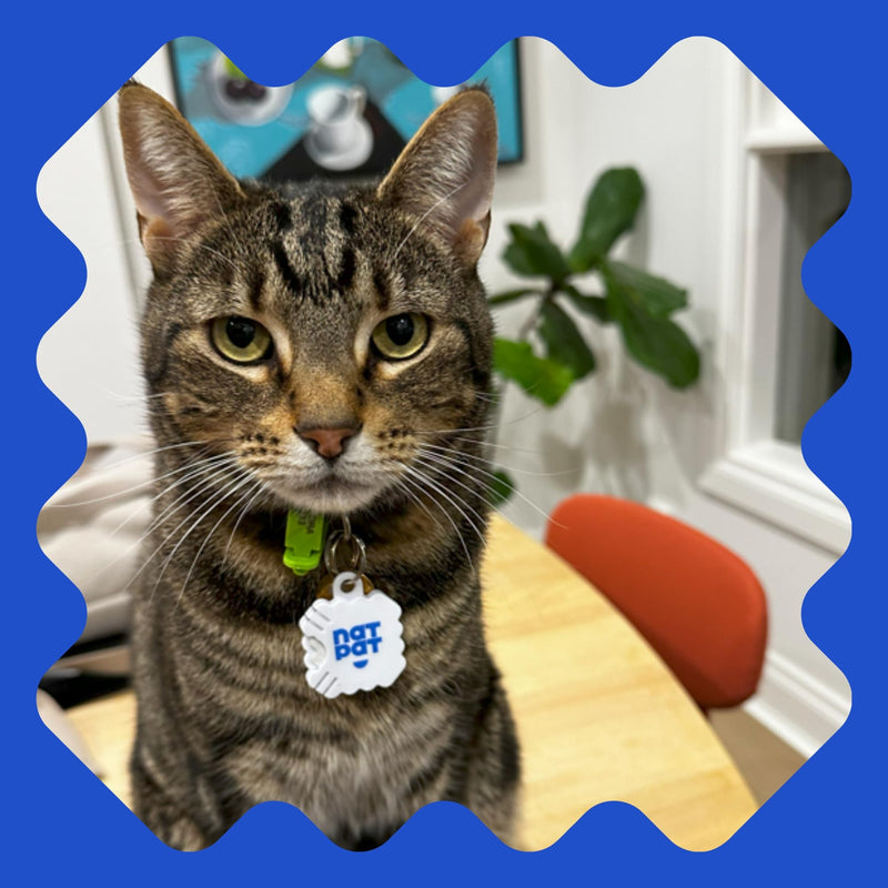 NATPAT Pet Zen Calming Patches for Dogs & Cats – Non-Medicated Effective Stress Relief for Travel, Fireworks & Separation Anxiety - Long Lasting & Non-Toxic (24 Patches) - Locket Sold separetely - PawsPlanet Australia