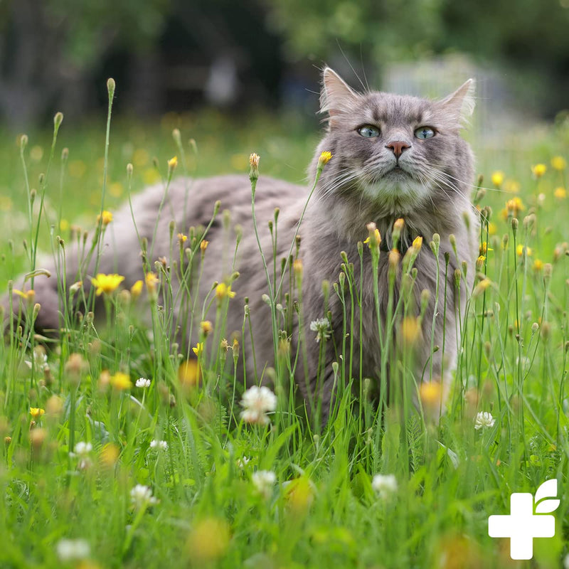 ReaVET Taurine for cats 100g - support of the cardiovascular system, taurine powder 100% pure, amino acids support defenses and cell metabolism - PawsPlanet Australia