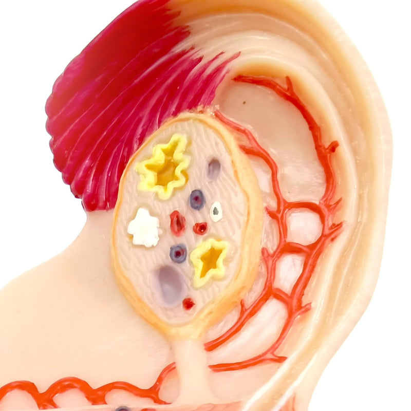 Human Uterus Ovary Urinary Bladder Model On Plexiglass Base, Female Reproductive Organ Model, Female Genital Organ, Shows Uterus, Ovary, Vagina, Uterine Medical Teaching Anatomical Gynecology