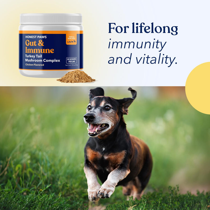 Honest Paws Turkey Tail Mushroom for Dogs - Digestive and Immune Support - Shiitake, Reishi, Maitake Mushroom Supplement Powder for Dogs - No Filler, No Additives - (30 Scoops) (Pack of 2) 30 Scoops (Pack of 2)