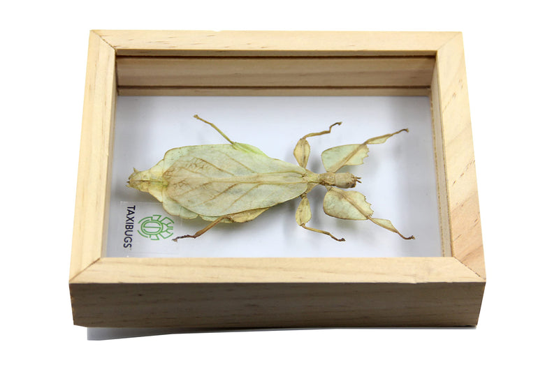 Real Exotic Leaf Insect Transparent Wings - Taxidermy Collection Framed in a 3D Clear Transparent Wooden Box as Pictured (Wood Color Frame)