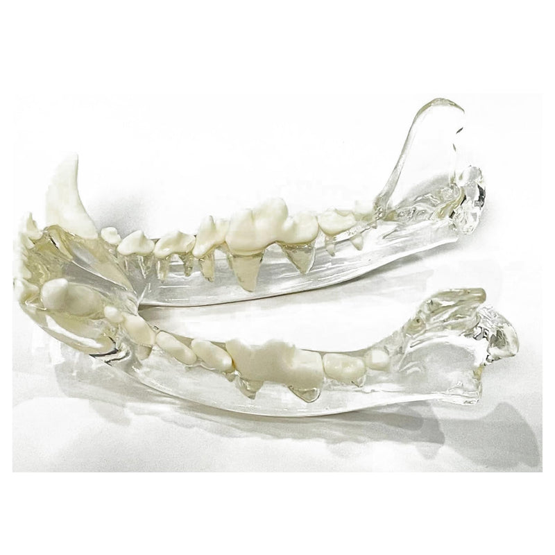 Transparent Canine Dog Cat Rabbit Teeth Skull Anatomical Model Dental Animals Oral Tooth Jaw For Veterinary Office Teaching Decoration Demonstrate (Dog Skull) Dog Skull