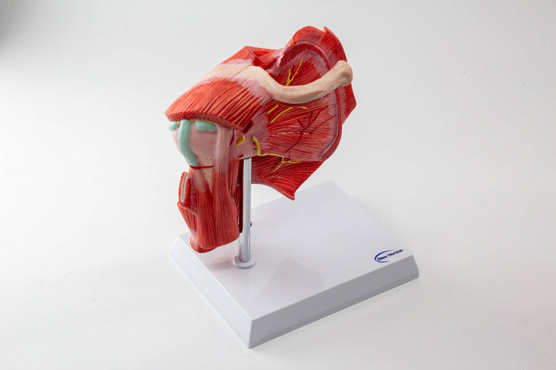 NEW HORIZON Muscled Shoulder Joint Model – Shows Complete Shoulder Musculature from Rotator Cuff to Subscapular Muscles – Includes Base,Manual, Education in the Field of Mathematics