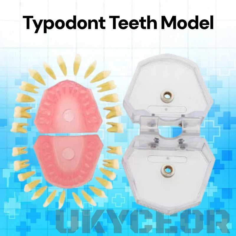Dental Teeth Model-Dental Hygiene Student Must Haves,Teeth Practice,Typodont Teeth Model,Dental Assistant Must Haves.（Standard） standard