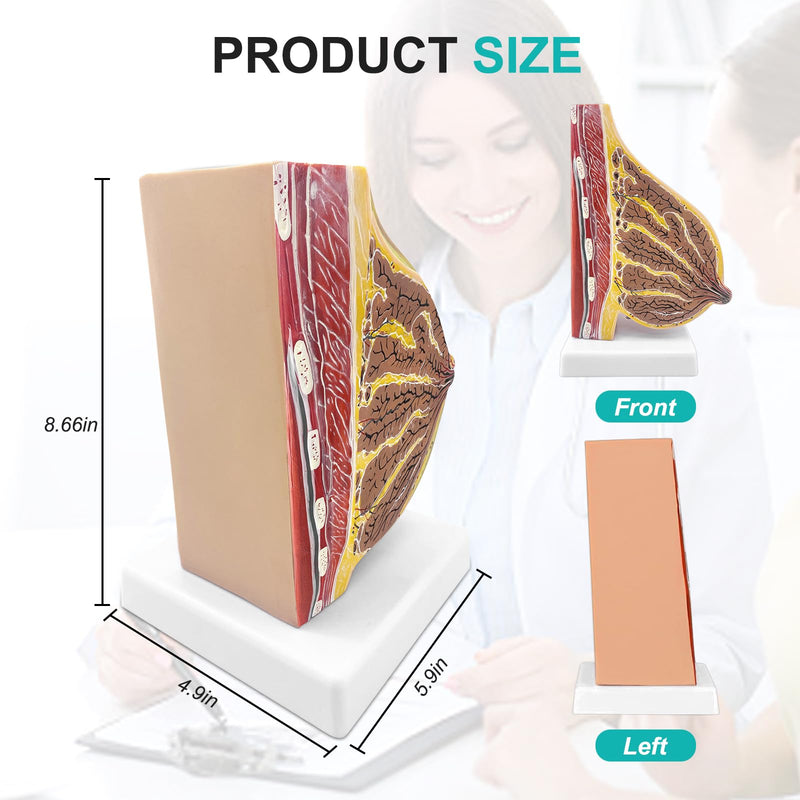 qzzXoq Lactating Breast Sagittal Section Model, Breast Anatomy Model with Number Manual Anatomical Display Model for Medical Student Demonstration Medical Teaching