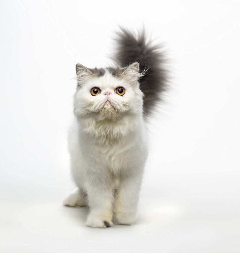 Eye Envy Tear Stain Remover Solution for Cats|100% Natural and Safe|Recommended by Breeders/vets/cat fanciers/Groomers|Contains colloidal Silver|Remove Stains from Fur on Persians and Exotics,4oz - PawsPlanet Australia