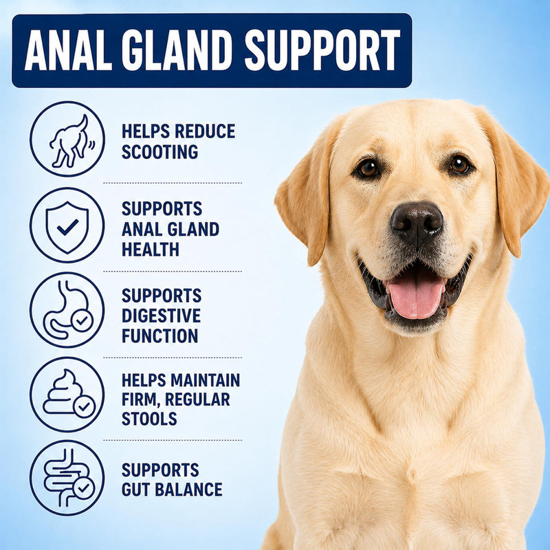 GlandCare Plus Anal Gland Chews for Dogs, Dog Anal Gland Supplement - Pumpkin, Psyllium Husk, Fiber, Supports Gut & Digestive Health (1) 1