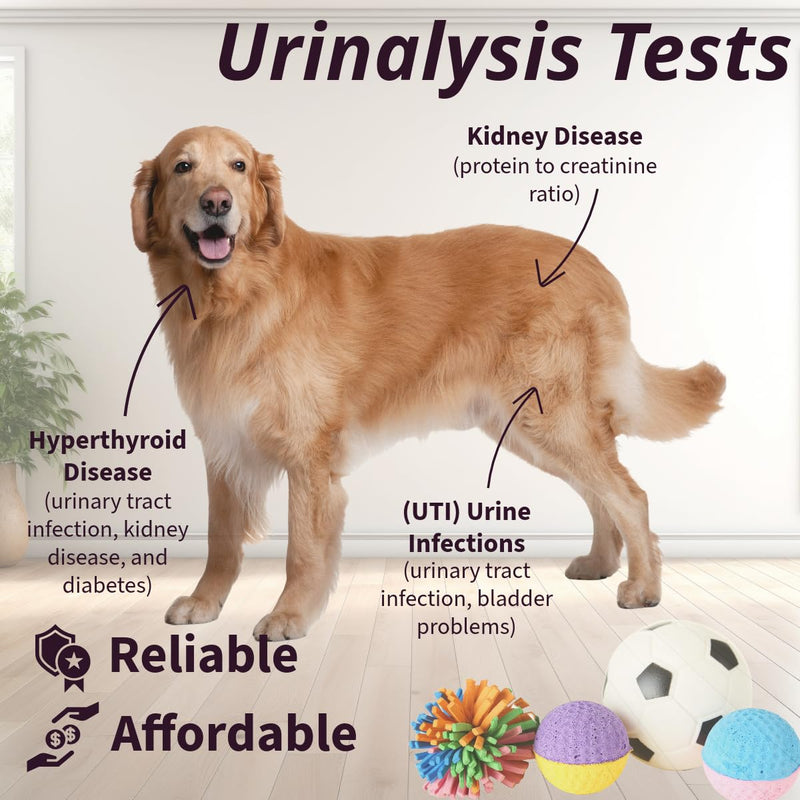 One Step Pet Urine Testing Strips, 50 x Urinalysis Parameter Tests for Dogs, Cats, Vets, Accurate Testing for Veterinarians, Detects UTI, Diabetes, Bladder, Kidney, Liver, SG, pH, Glucose - PawsPlanet Australia