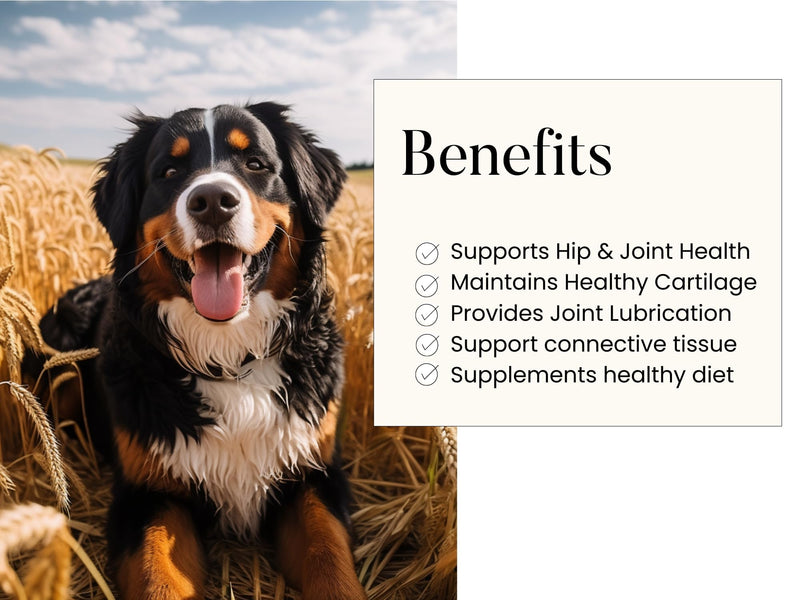 Woofy Maximum Strength Hip & Joint Health Supplement for Dogs - with Glucosamine, Chondroitin, and MSM, 90 Soft Chewable Tablets - PawsPlanet Australia