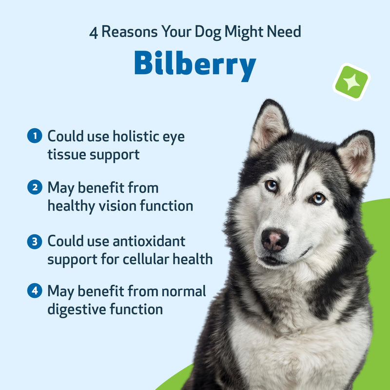 Pet Wellbeing Bilberry for Dogs - Eye & Vision Support with Antioxidants, Capillary Health, Retinal Support - NASC Certified & Vet-Formulated - 2 oz Liquid