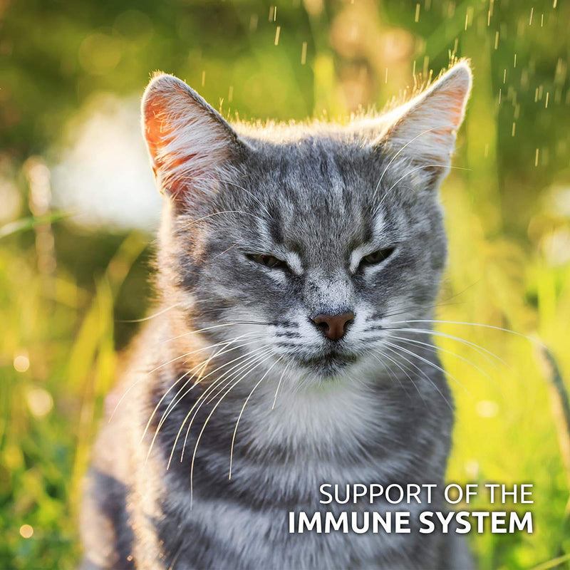 AniForte Taurine for Cats 100g - Natural Amino Acid Pet Supplement to Help Muscle Tremors & Nerve Function - PawsPlanet Australia