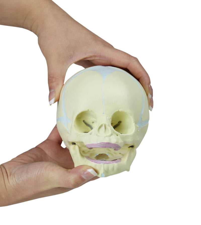 Jackson Global JS00030 Human Fetal Skull Model | Great for Understanding of Fetal Bone Development