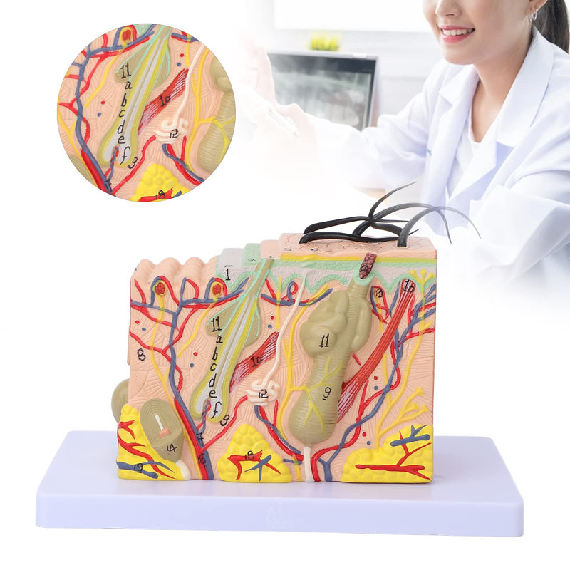 Skin Model, 35X Enlarged Skin Anatomical Model 3D Skin Layers Anatomy Model Human Skin Structure Anatomical Model for Science Classroom Study Display Teaching Model