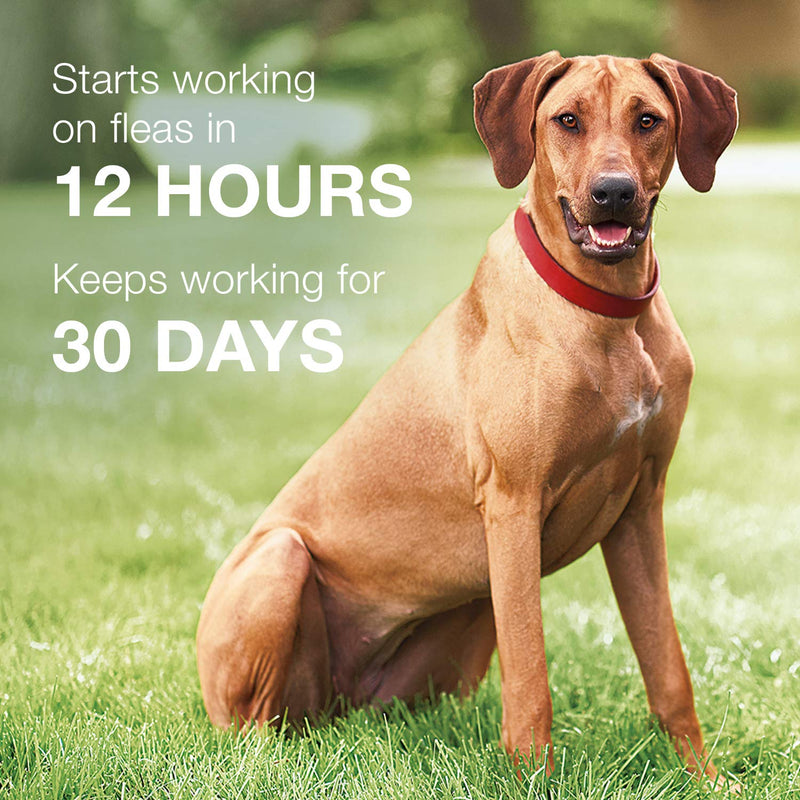 K9 Advantix II Flea and Tick Prevention for Extra-Large Dogs, Over 55 Pounds - PawsPlanet Australia