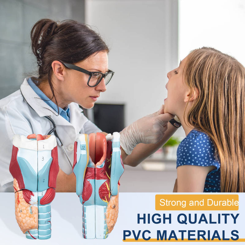 Healthible Human Larynx Model - 2X Anatomically Detachable Throat Model for Hospital Classroom
