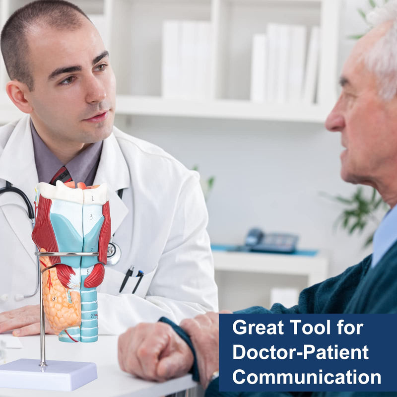 Healthible Human Larynx Model - 2X Anatomically Detachable Throat Model for Hospital Classroom