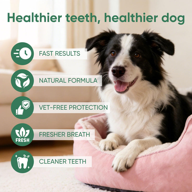 Dentaclean for Dogs & Cat, Dental Spray with Probiotics, Calendula Extract, Rosemary and Green Tea Extract, Eliminate Bad Breath, Fresher Breath & Cleaner Teeth, No Brushing, 100 ml/3,38 Oz (1) 1