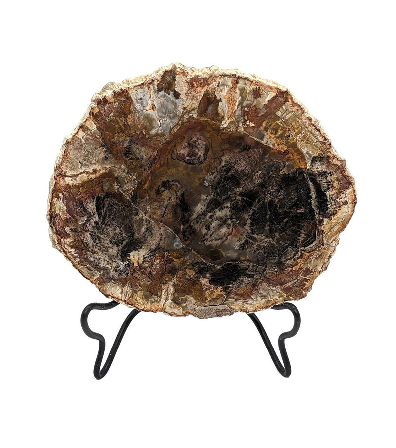 Petrified Wood Slab with Stand - 4.5 to 5 inch - Natural Petrified Wood Polished on Both Sides