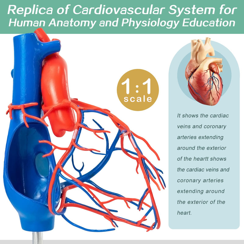 Human Heart Vascular Model, Life Size Cardiovascular Model Showing The Arteries and Veins with Base for Medical Classroom and Cardiology Study