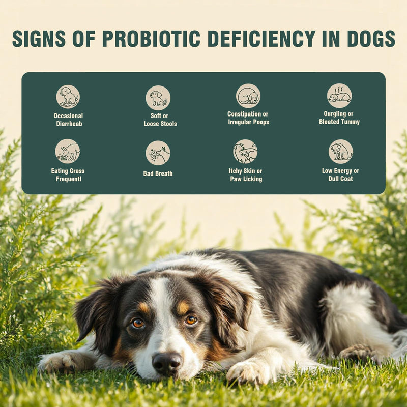 Probiotics for Dogs, 200 Soft Chews, Support Gut Health, Diarrhea Relief, Seasonal Allergies, Dog Probiotic Chews for Itchy Skin & Dog Yeast Infection, Chicken Flavor 200 Chews