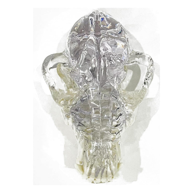 Transparent Canine Dog Cat Rabbit Teeth Skull Anatomical Model Dental Animals Oral Tooth Jaw For Veterinary Office Teaching Decoration Demonstrate (Dog Skull) Dog Skull