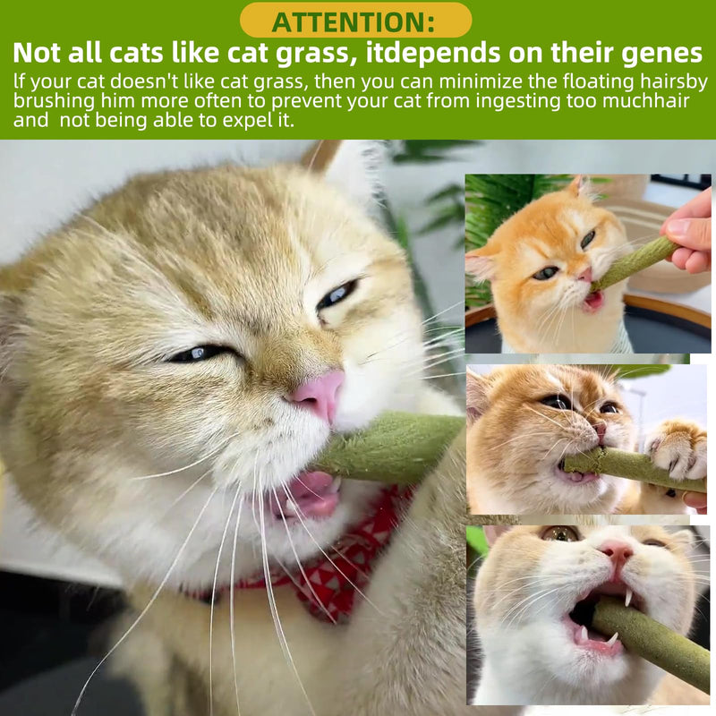 Cat Natural Grass Teething Sticks 100g, Kitten Chew Stick for Hairball Removal, Dental Care, Increase Appetite, Catnip Toys Cat Nip Treat Toys Edible Kitty Toys for Indoor Kittens (Medium, catnip) 1 Ounce (Pack of 1)
