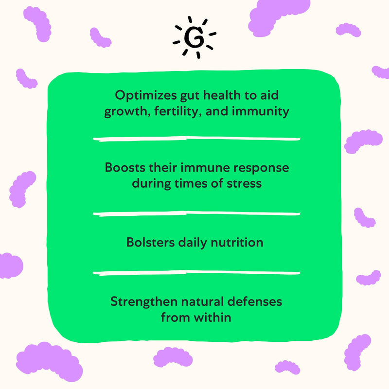 Grubbly Farms Prebiotics + Probiotics for Chickens (30 Day) 30 Day