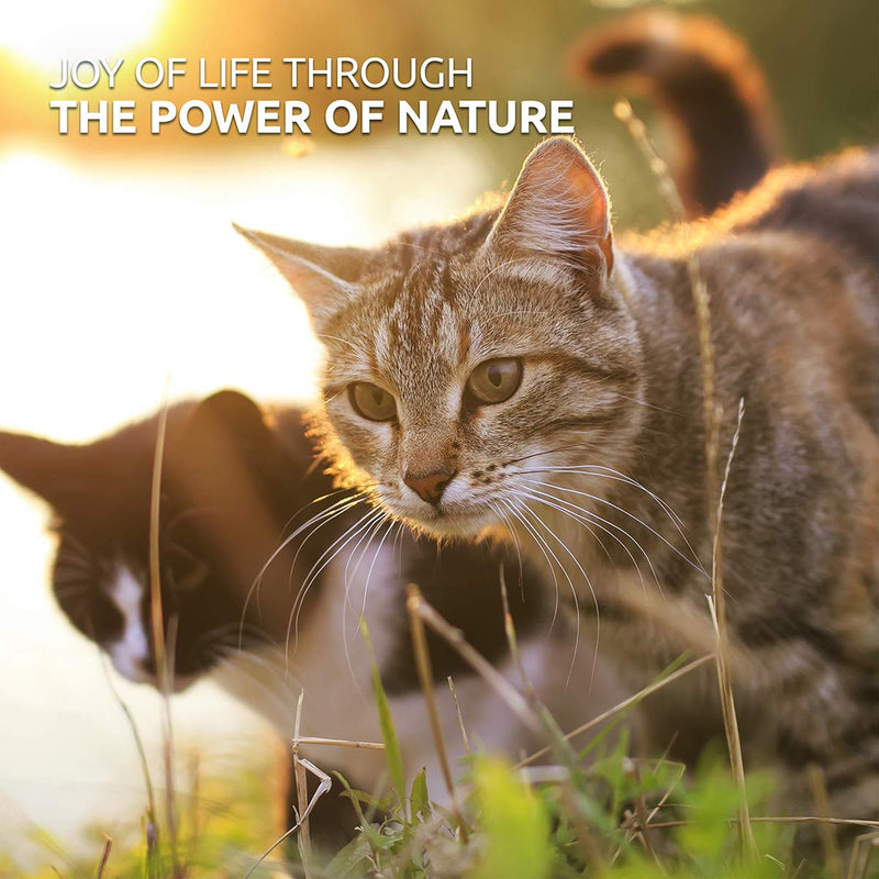 AniForte Taurine for Cats 100g - Natural Amino Acid Pet Supplement to Help Muscle Tremors & Nerve Function - PawsPlanet Australia