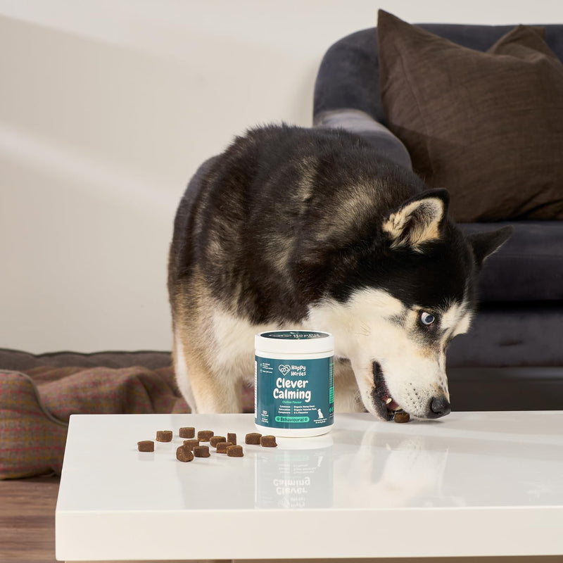 Clever Calming Dog Treats, 100% Natural Supplement, Behavioural Health, Reduces Stress, Fear, Hyperactivity, Aggression, Provides Dog Anxiety Relief & Relaxation - PawsPlanet Australia
