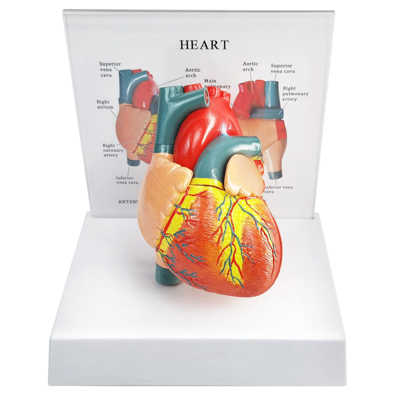 Human Heart Anatomical Model, Life Size 2 Parts Human Heart Model Shows Arteries Veins with Base and Detailed Guide for Medical Science Education Study or Teaching