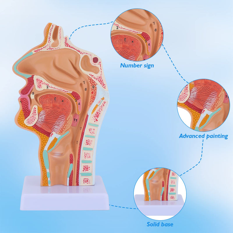 Nose Cavity Larynx Anatomy Model - Human Anatomical Nasal Cavity Throat Anatomy Medical Model for Teaching and Studying