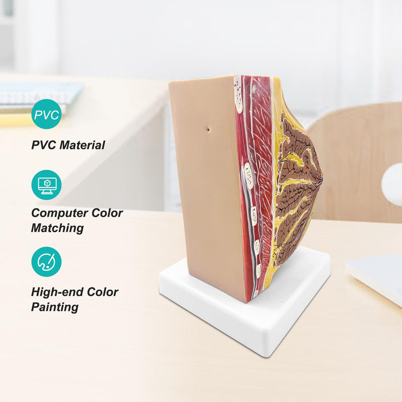 qzzXoq Lactating Breast Sagittal Section Model, Breast Anatomy Model with Number Manual Anatomical Display Model for Medical Student Demonstration Medical Teaching