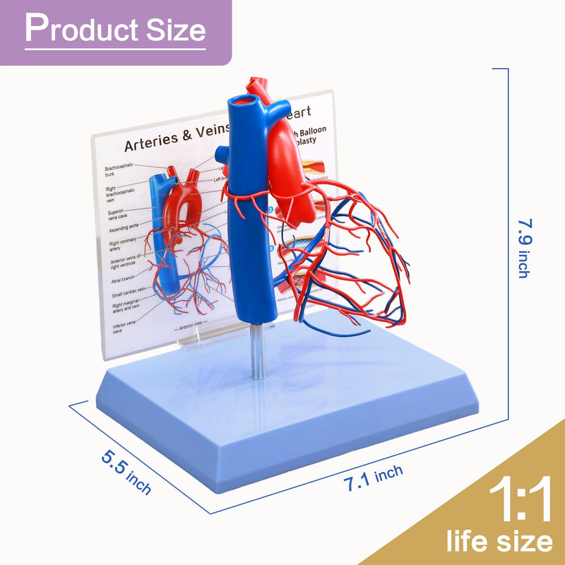 HADWYN Life Size Human Heart Model with base,Vascular Heart, Increased sized coronary anatomy depicting the cardiac veins