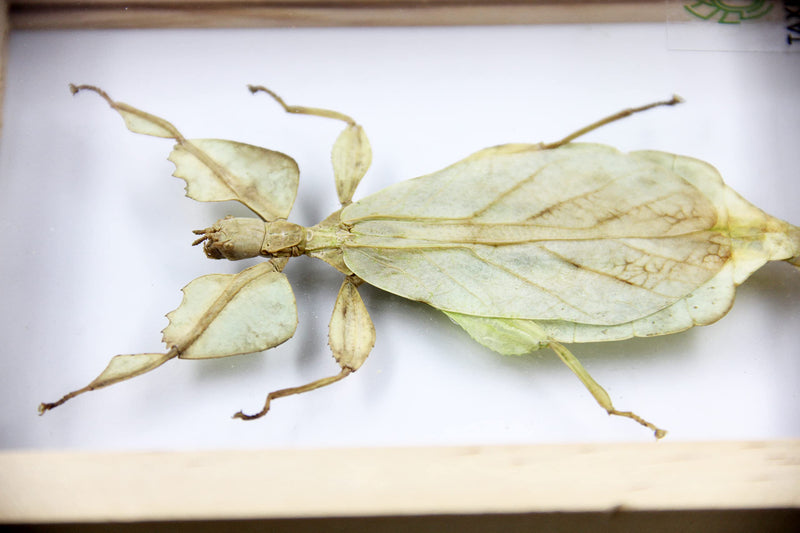 Real Exotic Leaf Insect Transparent Wings - Taxidermy Collection Framed in a 3D Clear Transparent Wooden Box as Pictured (Wood Color Frame)