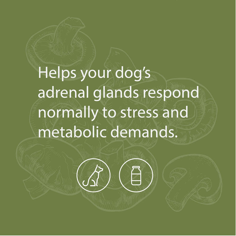 Standard Process Canine Adrenal Support - Canine Support Supplement for Adrenal Health - Nutritional Supplement for Liver & Kidney Support - Powder Dog Supplement Formula to Aid Adrenal Glands - 25 g 25 Grams (Pack of 1) - PawsPlanet Australia