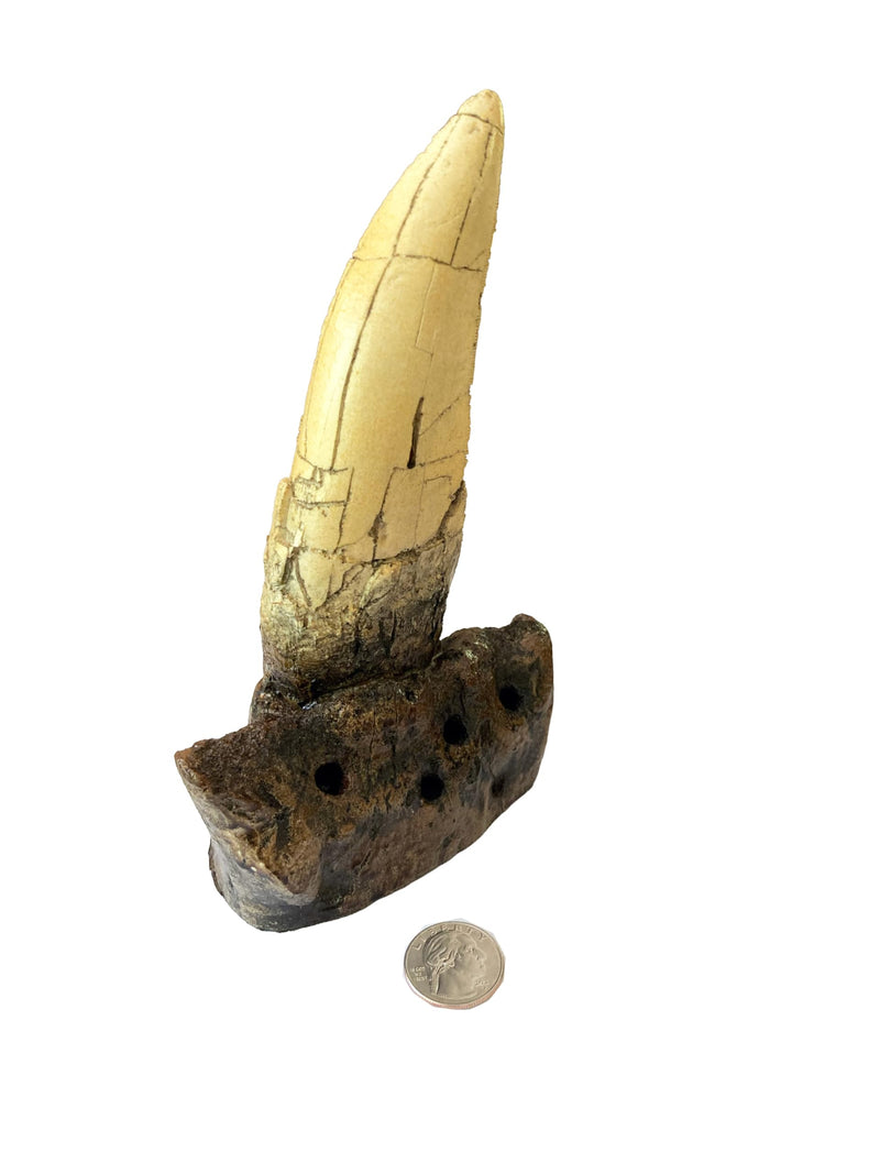 Tyrannosaurus Rex Large Tooth Replica – 6.5" Fossil Cast with Maxilla Base