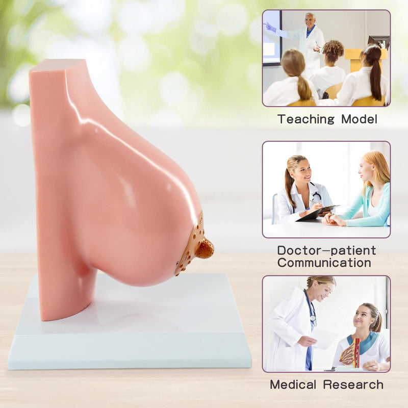 Lactating Breast Sagittal Section Model, Breast Anatomy Model Include Study Card, for Breast Surgeon