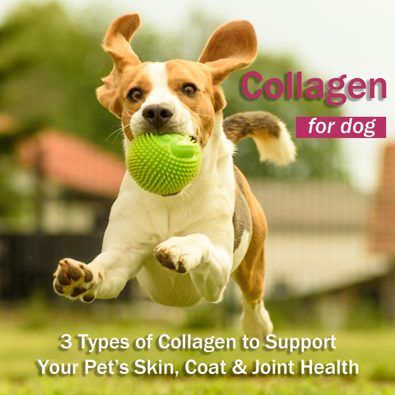 Liquid Collagen Supplement for Dogs - Supports Joint Health, Skin & Coat Vitality, and Digestive Wellness, 2 Fl Oz Premium Formula (2 Pack) (1) 1