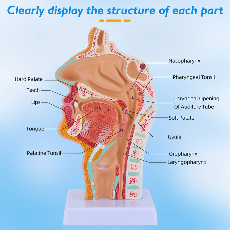 Nose Cavity Larynx Anatomy Model - Human Anatomical Nasal Cavity Throat Anatomy Medical Model for Teaching and Studying