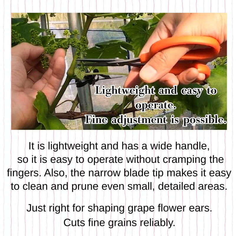 CHIKAMASA B-500SF Japanese Gardening Shears (2-Pack) with a Bonus Microfiber Cleaning Cloth - Fluorine Coated Stainless Steel Precision Trimmers for Grapes, Herbs, and Bonsai
