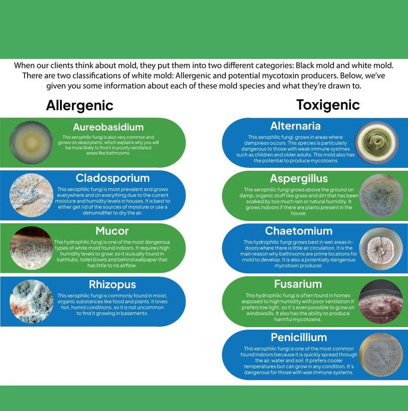 Mold Test Kit for Home | 12 Tests for Air, HVAC & Surfaces | 48-Hour Results with Identification Guide