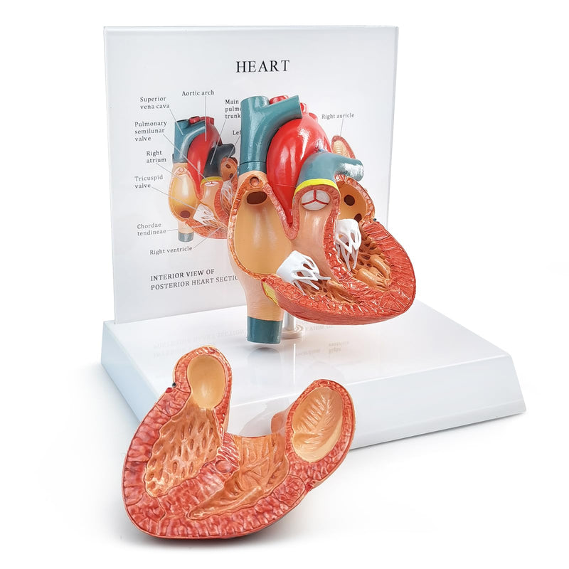 Human Heart Anatomical Model, Life Size 2 Parts Human Heart Model Shows Arteries Veins with Base and Detailed Guide for Medical Science Education Study or Teaching