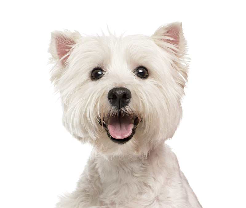 Eye Envy Non-Refrigerated (NR) 118 ml Tear Stain Remover Solution for Dogs - PawsPlanet Australia