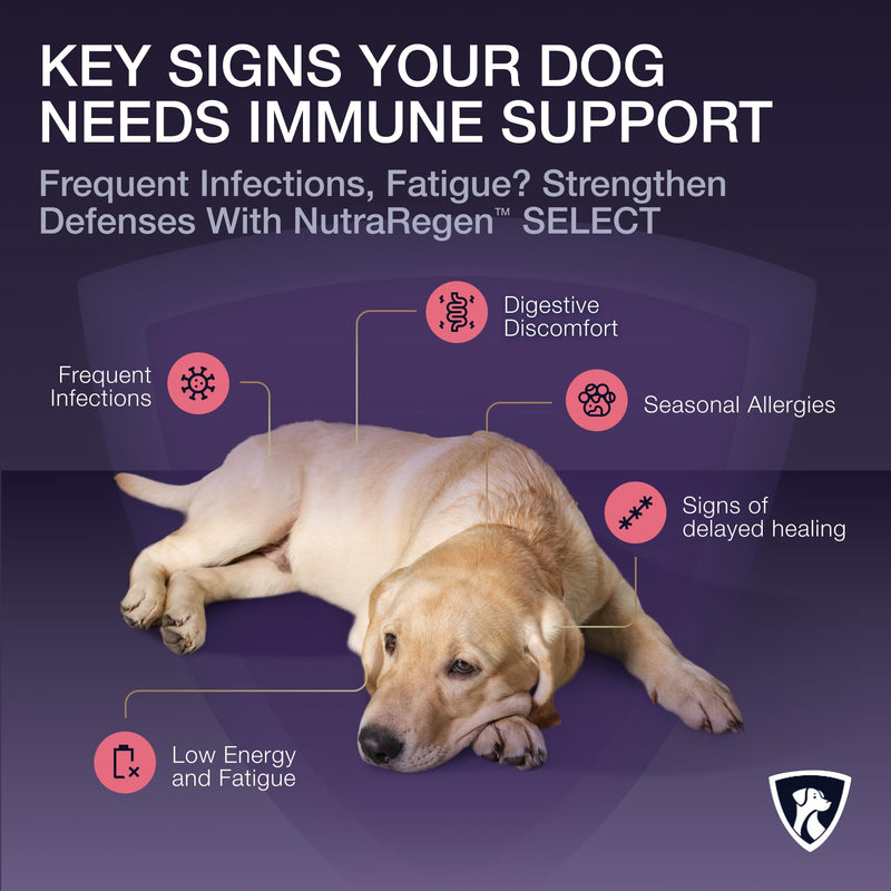 NutraRegen Dog Immune Support Supplement Powder 30 Scoops | Beef Flavored Powder with Turkey Tail Mushroom for Dogs| 30 Scoops Beef Flavor | 1.9 Oz