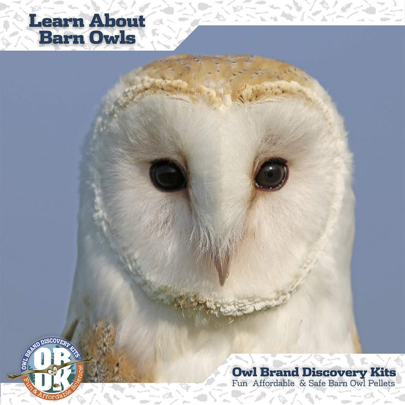 OBDK Barn Owl Pellets for Dissection - 1 Pack Jumbo Sized (2.0"-Larger) with Tools, Guide and Charts from Owl Brand Discovery Kits Jumbo (2.5 inches and Larger) 1-pack - NewNest Australia