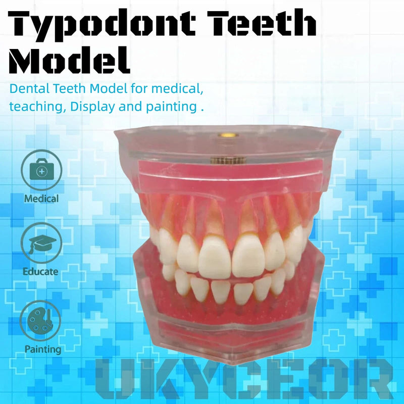 Dental Teeth Model-Dental Hygiene Student Must Haves,Teeth Practice,Typodont Teeth Model,Dental Assistant Must Haves.（Standard） standard